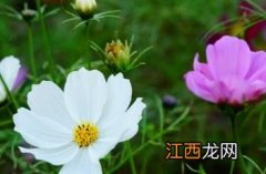 格桑花歌曲 格桑花