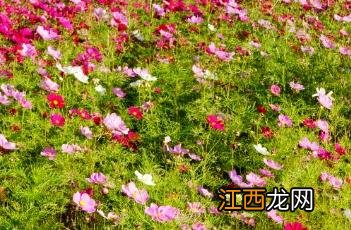 格桑花歌曲 格桑花