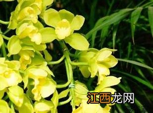 大花蕙兰 大花蕙兰花苞变黄掉落