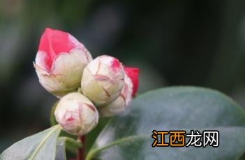 山茶 山茶花的花语和寓意