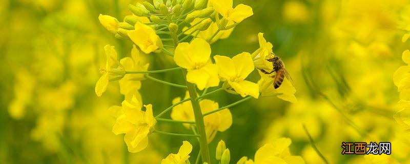 油菜花图片美景 油菜花图片