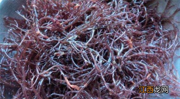 凉拌海草冷冻后需要煮熟吗 凉拌海草需要煮熟吗