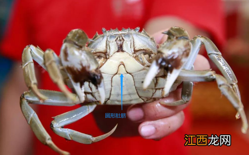 大闸蟹怎么挑选有蟹黄的 怎么挑选大闸蟹蟹黄多