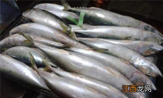 什么是油鲅鱼 鲐鲅鱼和油鲅鱼的区别