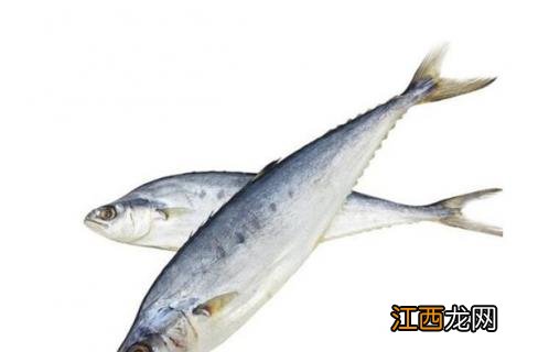 什么是油鲅鱼 鲐鲅鱼和油鲅鱼的区别