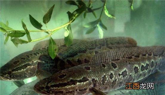 黑鱼是梭边鱼吗 梭边鱼和黑鱼的区别在哪里