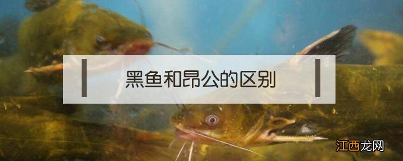 黑鱼和昂公的区别 黑头鱼和包公鱼的区别