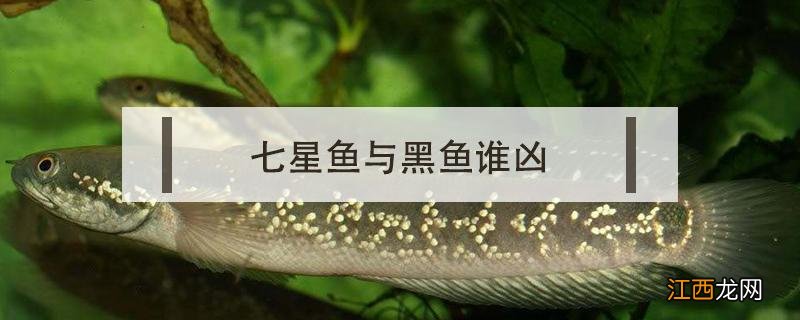 七星黑鱼和黑鱼的区别 七星鱼与黑鱼谁凶