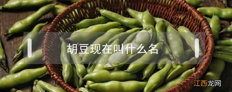 胡豆的今名叫什么 胡豆现在叫什么名