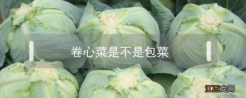 卷心菜是不是包菜或甘蓝 卷心菜是不是包菜