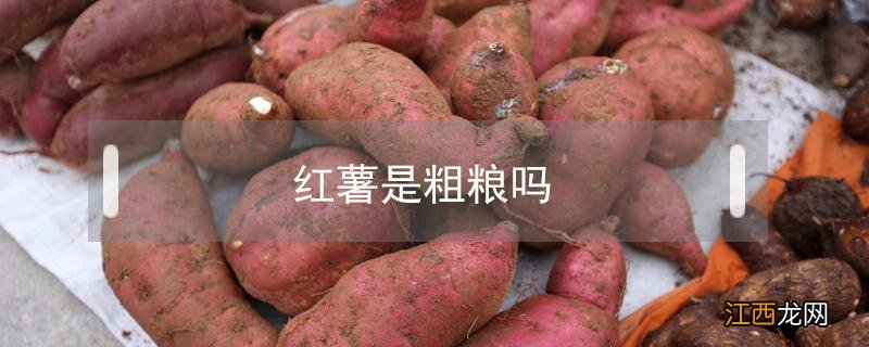 玉米红薯是粗粮吗 红薯是粗粮吗