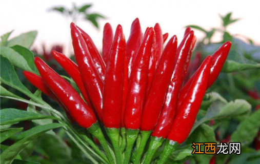 什么辣椒又香又辣 什么辣椒又香又辣又不烧心