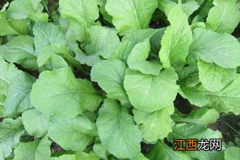 青菜上黑色的虫子是什么虫 青菜上小黑虫是什么虫