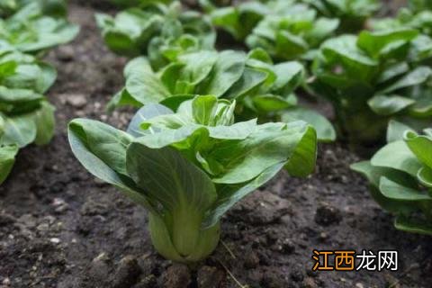 青菜上黑色的虫子是什么虫 青菜上小黑虫是什么虫