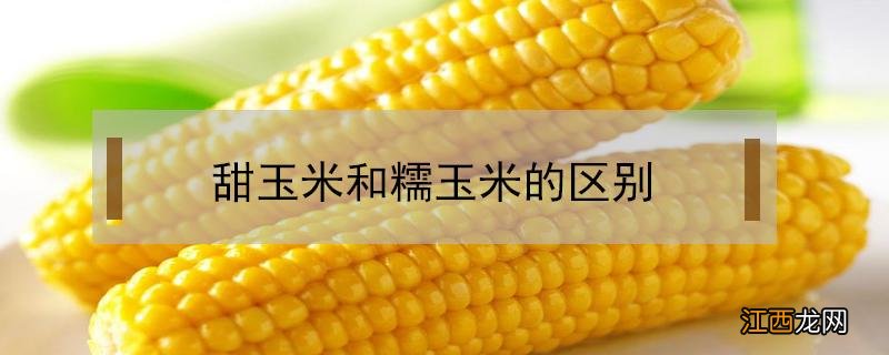 甜玉米和糯玉米的区别 甜玉米和糯玉米的区别图片