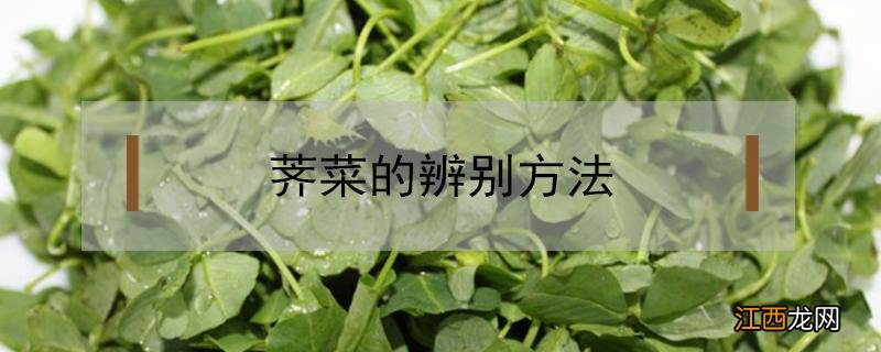 荠菜的辨别方法 荠菜怎么辨识