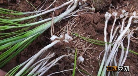 韭菜和野韭菜有什么区别 韭菜和野韭菜的区别