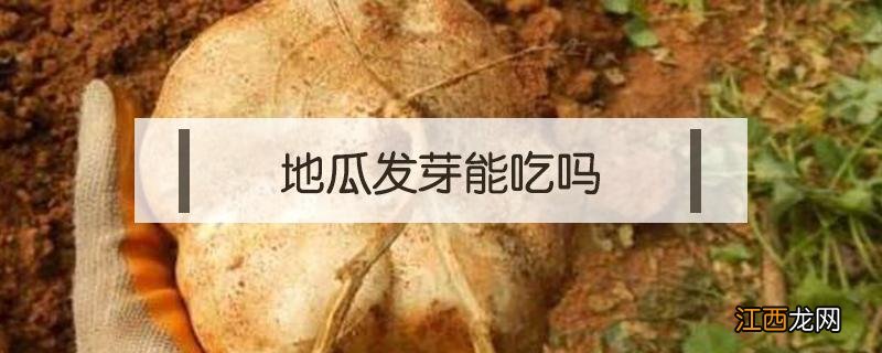 地瓜发芽能吃吗有毒吗 地瓜发芽能吃吗