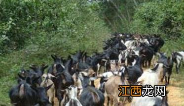 秋季牧羊需要注意什么 秋季放牧应注意