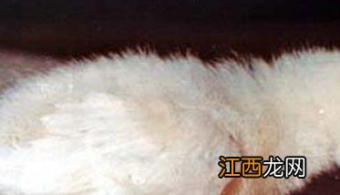 鸡脑软化症图片 鸡脑软化症的症状表现与治疗方法