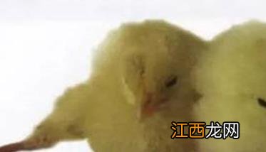 鸡脑软化症图片 鸡脑软化症的症状表现与治疗方法