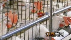 秋季产蛋鸡的饲养管理与疾病预防 秋季蛋鸡饲养管理要点