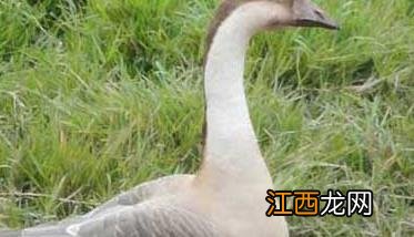 产蛋鹅的饲养与管理 产蛋期鹅的饲养管理要点