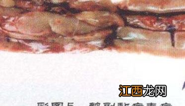 鹅副粘病毒症状及治疗的方法，怎么治疗