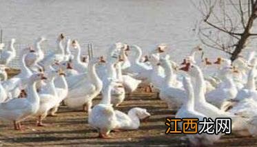 鹅副粘病毒症状及治疗的方法，怎么治疗