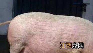 母猪发情的症状表现，母猪发情什么时间交配？