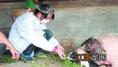 母猪发情鉴定方法 母猪发情鉴定方法及检查方法