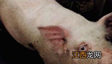 初产母猪难产的症状有哪些?初产母猪难产怎么办