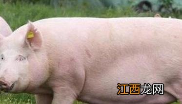 初产母猪难产的症状有哪些?初产母猪难产怎么办