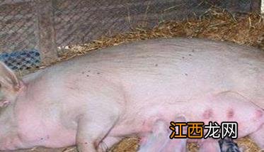 初产母猪难产的症状有哪些?初产母猪难产怎么办