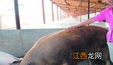 母猪发情不明显怎么办