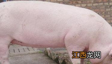 母猪发情不明显怎么办