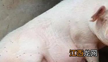 母猪产后不食是什么原因，怎样治疗? 母猪产后不食怎么办?