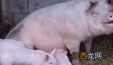 母猪采食量下降的原因 母猪采食量下降的原因是什么