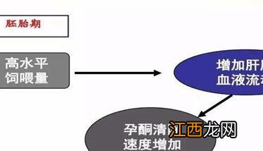 妊娠母猪胚胎死亡、流产原因及防治方法