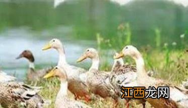 鸭的生物学特性及其生活习性 鸭子的生物特征