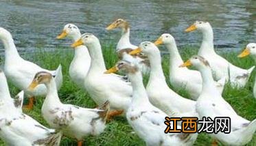 肉鸭饲养管理 肉鸭饲养管理技术要点