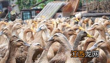 圈养蛋鸭的注意事项有六项,你知道其中几个?