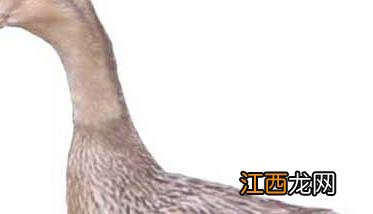 常见的蛋鸭品种有哪些? 鸭蛋有几种品种