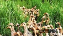 当前加强养鸭业疾病预防的主要措施 当前加强养鸭业疾病预防的主要措施有哪些