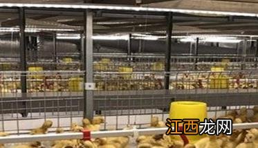 提高蛋鸭产蛋量的最佳方法 提高蛋鸭饲料利用率的几项有效措施