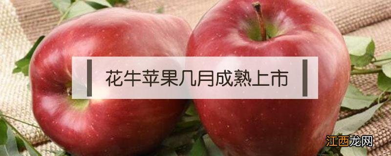 花牛苹果几月成熟上市 花牛苹果啥时候成熟