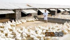 肉鸭后期催肥什么药最最好 肉鸭后期怎么催肥增重