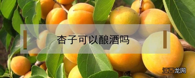 杏子可以酿酒吗? 杏子可以酿酒吗