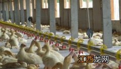 肉鸭养殖技术用药 养殖肉鸭的给药方式