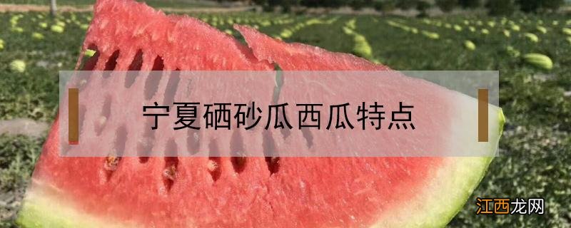 宁夏西瓜图片 硒砂瓜好吃吗 宁夏硒砂瓜西瓜特点